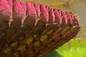 Victoria amazonica, spiny and anthocyanic undersurface of the leaf, Manaos, Amazonas, Brazil